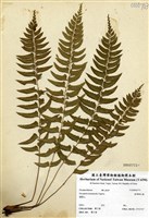 藏品(臺灣鱗毛蕨)的圖片